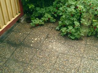 030705_001 Birdfeed.