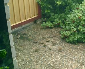 030705_002 Birds.