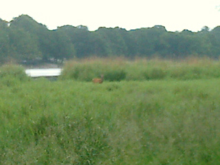 030706_003 Here's a lone red deer.