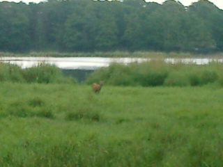 030706_004 I'm not sure if we're watching him or if he's watching us. I think it's a bit of both.