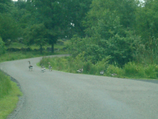 030706_005 This group of birds were thoroughly unintimidated by our car. We had to sit and wait until they decided to get off the road.